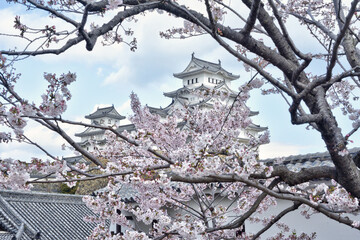 世界遺産姫路城と桜