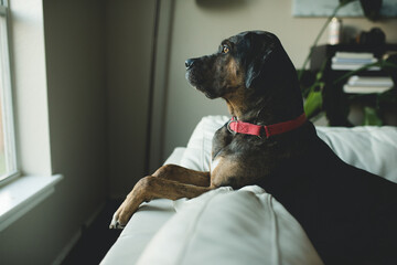 Watchman