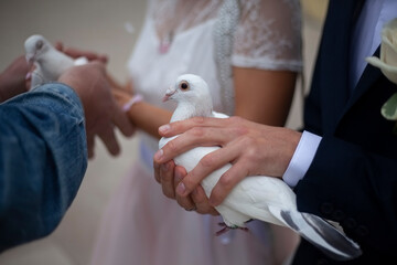 White doves in hands. Wedding symbol. 