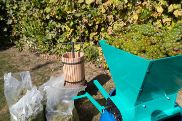 Grape harvest