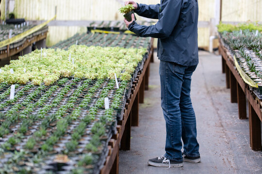 Man shopping for plants