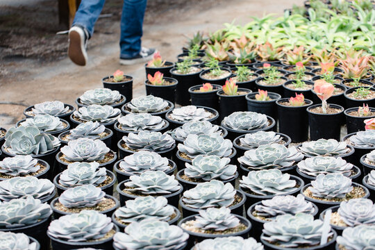 Succulents at a gardening store