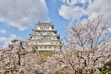 世界遺産姫路城と桜