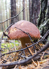 white mushroom close up in coniferous forest blurred background Boletus edulis	
