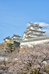 Naklejka premium 世界遺産姫路城と桜