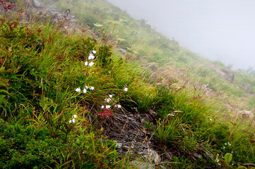 夏山の植物たち