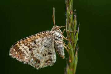 Common Carpet - Epirrhoe alternata, small common geometer moth from European meadows and grasslands, Zlin, Czech Republic.