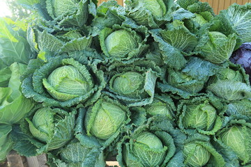 cabbage in the market