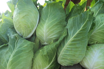 head of cabbage market 