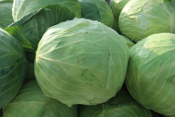 green cabbage in the market