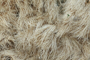 closed up vegetable roots 