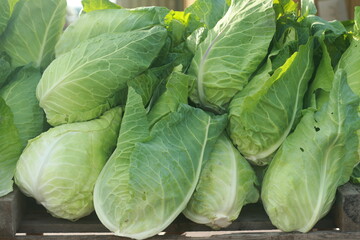 green cabbage in the garden
