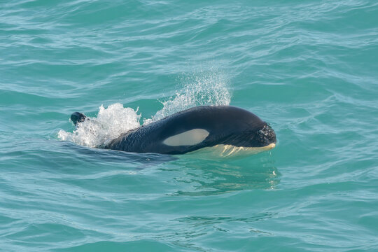 Wild orca or killer whale (Orcinus orca). Picture taken during a whale watching trip
