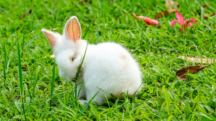 a cute young white rabbit grazing on the grass field. a cute bunny eating grass in the field