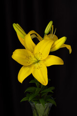 Yellow lilies close-up on a black background in a vase. Vertical composition in the complete filling of the frame. Photo in a low key. Isolated black background. A Studio photo.