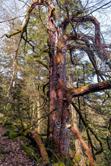 Fungi and moss attacked this old tree weakened by the winter. The mosses have colored the bark a curious red color.