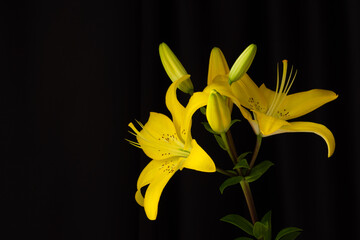 Yellow lilies on a black background with a space for text. The horizontal composition. Photo in a low key. Isolated black background. A Studio photo.
