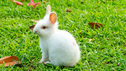 a cute young white rabbit grazing on the grass field. a cute bunny eating grass in the field