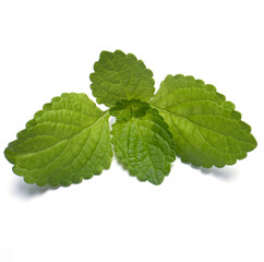 mint leaves isolated on white background