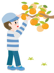 みかん狩りをする男の子