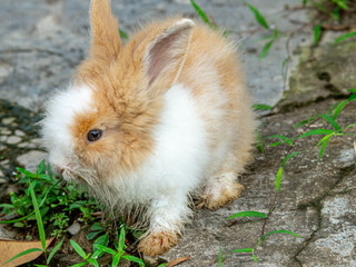 a cute young rabbit grazing on the grass field. a cute bunny eating grass in the field