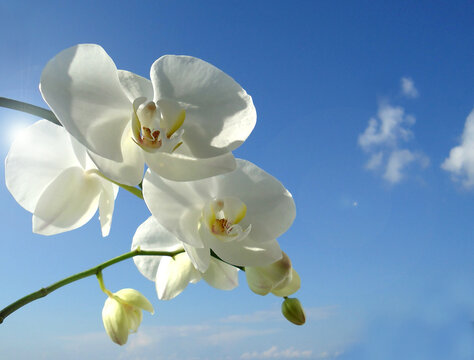 white orchid against blue sky - Powered by Adobe