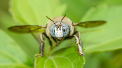 Closeup of a bug / wasp found at Borneo jungle with beautiful blue facet eye