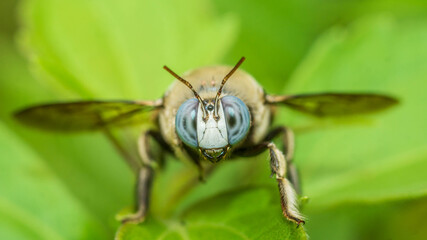 Closeup of a bug / wasp found at Borneo jungle with beautiful blue facet eye