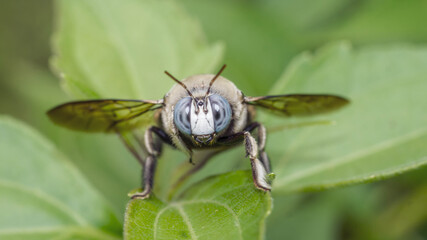 Closeup of a bug / wasp found at Borneo jungle with beautiful blue facet eye