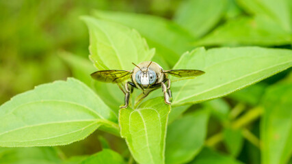 Closeup of a bug / wasp found at Borneo jungle with beautiful blue facet eye