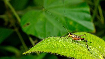 Borneo grasshopper perching on the tip of a leaf. Nature and environment background