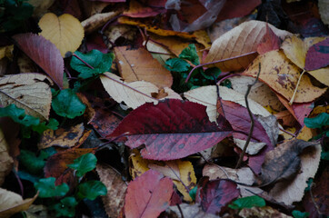 Bright colorful autumn leaves in grass in october forest