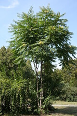Full length view of Ailanthus altissima with unripe seeds in mid September