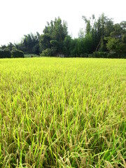 夏木立と豊作の田圃風景