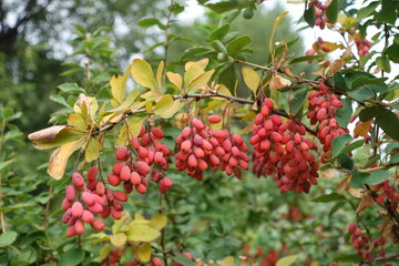 Arch like branch of Berberis vulgaris with red berries in September