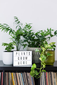 Selection of indoor plants and records with light box that says ""PLANTS GROW HERE""