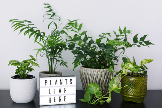 Selection of indoor plants and light box with words ""PLANTS LIVE HERE""