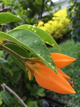 Juanulloa aurantiaca, Don juan plant, Gaucamaya vine, Golden star.