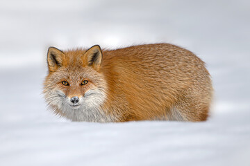 キタキツネ 冬 雪の中 北海道