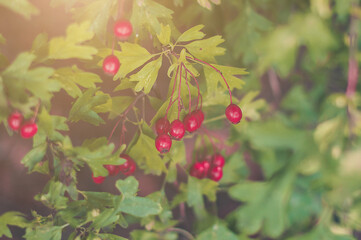 Branches of wild ripe hawthorn - Crataegus - in the forest. Red berries on deep green nature background.