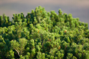 Scrub mountain pines forest