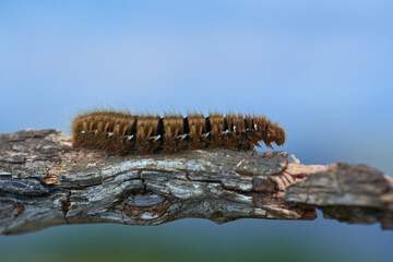 Fox moth caterpillar