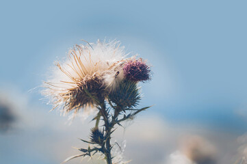 Buds of blooming thistles - carduus. Close up shot.