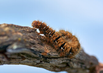 Fox moth caterpillar