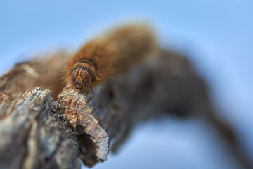 Fox moth caterpillar