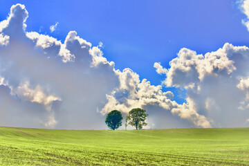 親子の木-2020秋