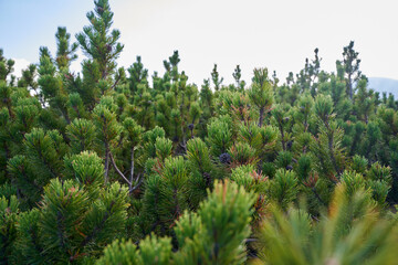 Scrub mountain pines forest
