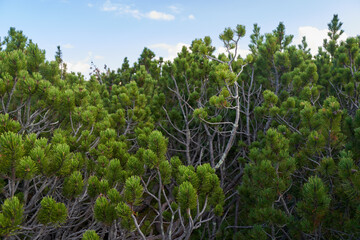 Scrub mountain pines forest