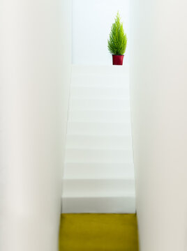 One cypress in a vase on the top of a white staircase with plenty of copyspace