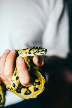 Man holding a python
